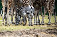 Zebra between giraffes