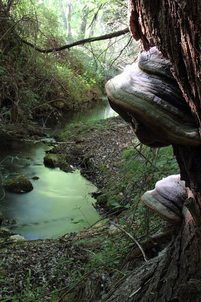 Der Pilz II von Cornelis (Cees) Cornelissen