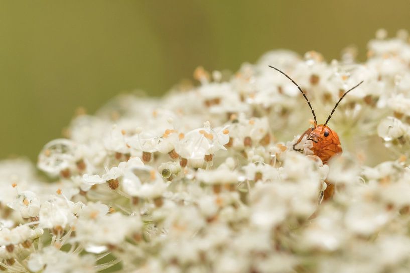 Wöchentlicher Rüsselkäfer von Moetwil en van Dijk - Fotografie