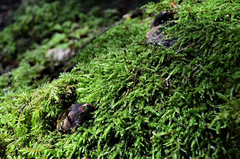 Grünes Moos von Lisanne Rodenburg