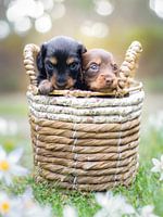 Chiots dans un panier