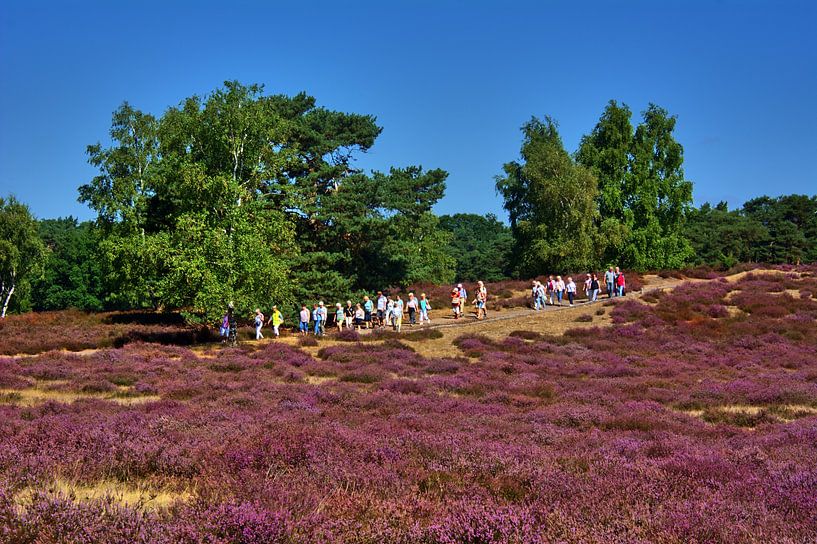 Visitor tour during the heather bloom by Edgar Schermaul