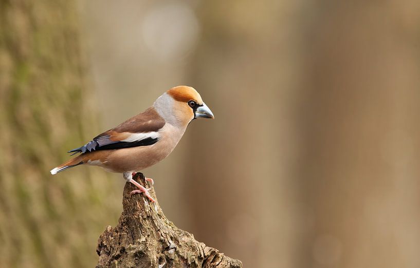 Apfelfink von Corrie Post