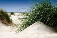 Hors met vuurtoren van Den Helder