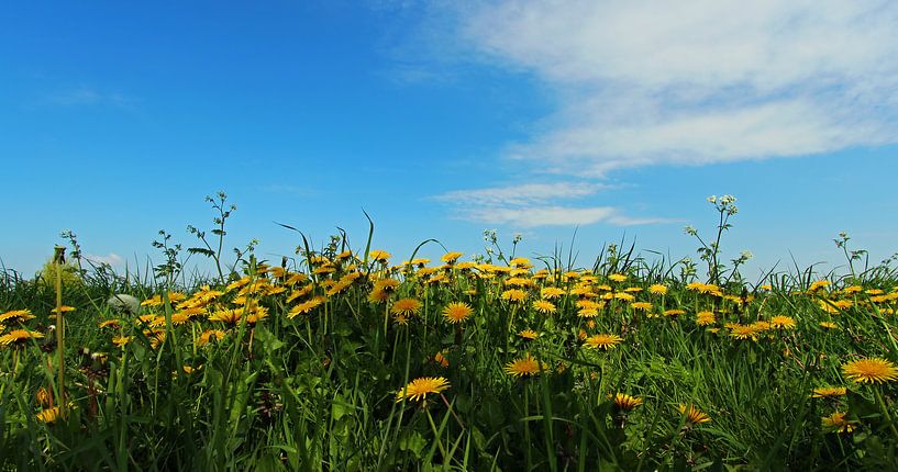 onkruid ?! von Yvonne Blokland