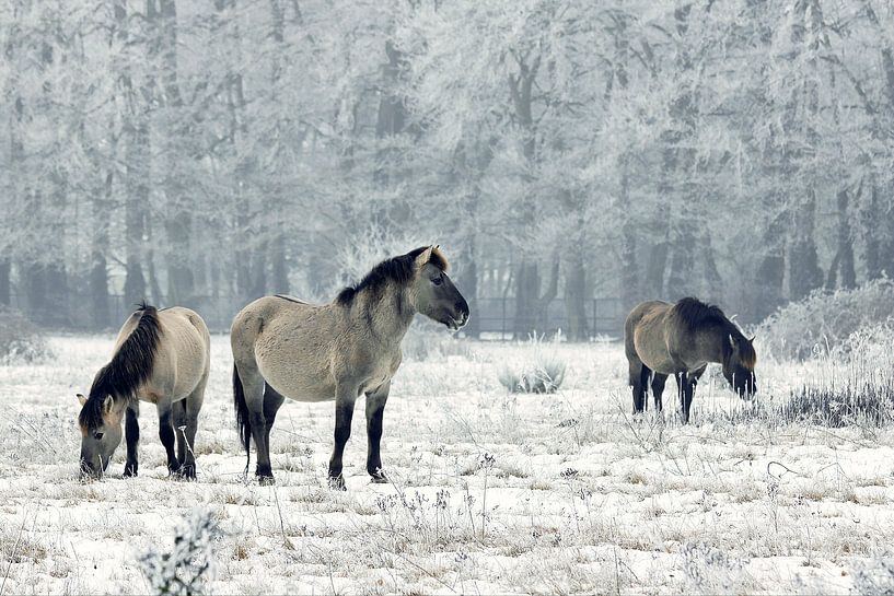 Wild horses in wintertime by Elly Besselink
