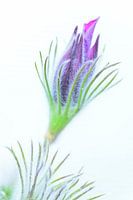 Bourgeon de cow-boy ordinaire