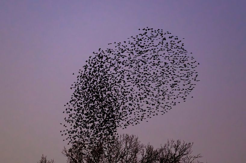 Spreeuwen wolk met vliegende vogels in de lucht tijdens zonsondergang van Sjoerd van der Wal Fotografie