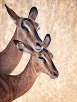 Keine Sorge, ich bin hier