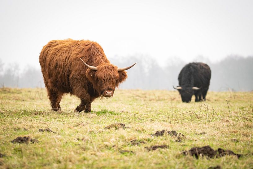 Les Highlanders écossais par Shane van Hattum