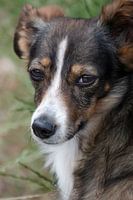 Portrait of a small, shy dog