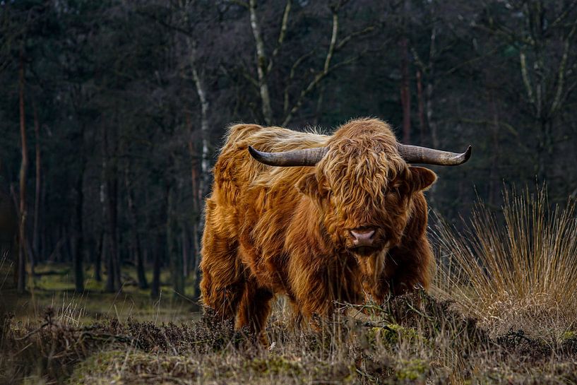Schottischer Highlander in seinen besten Jahren von Ronald Ubels