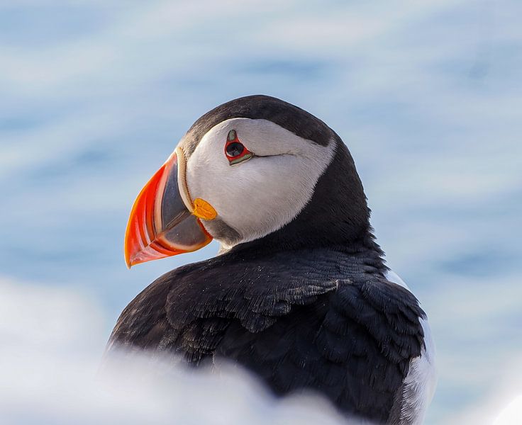 Puffin portrait, with an edge of snow by Liesbeth Vroege Natuurfotografie