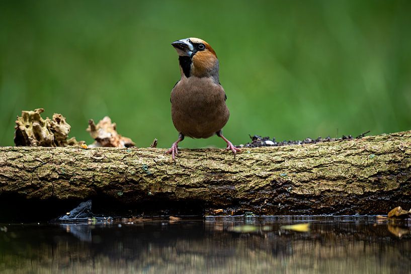 Hawfinch Ready to Drink by New Visuals