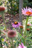 Colorful purple flowers with bees