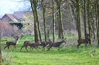Hirsche in den flämischen Wäldern