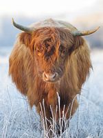 Highlander écossais dans un paysage gelé