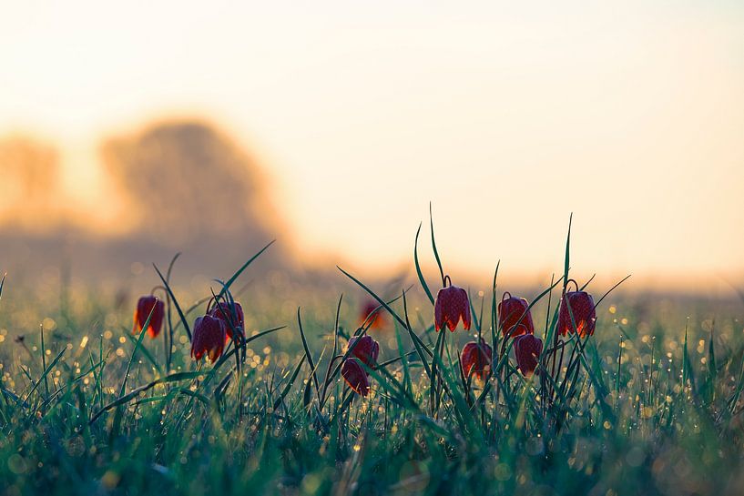 Schachblume auf einer Wiese bei Sonnenaufgang von Sjoerd van der Wal Fotografie