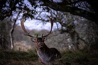 Cerfs dans les dunes