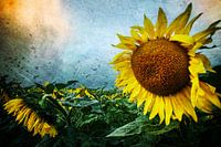 Dramatische Sonnenblume