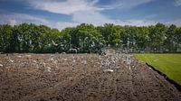 Beautiful Dutch picture, a farmer ploughing and levelling the fe