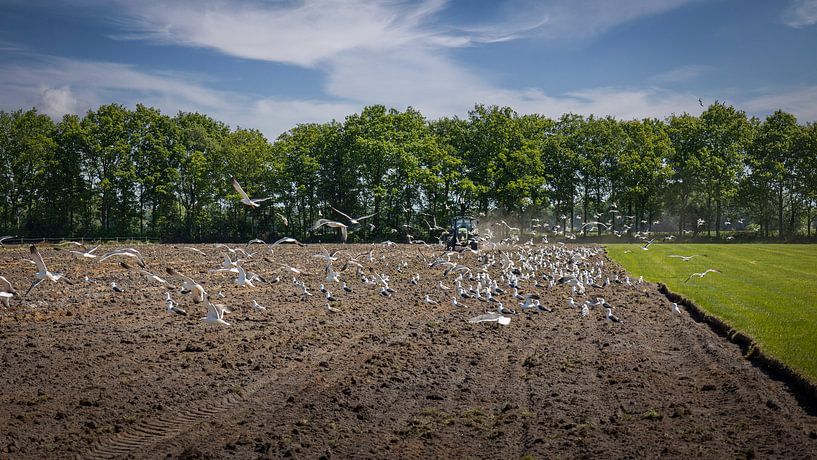 Schönes holländisches Bild, ein Bauer pflügt und ebnet das Feld von Henk Hulshof