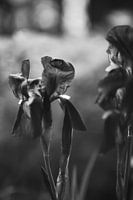 Iris en noir et blanc