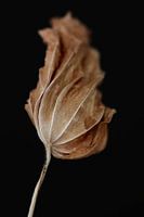 Art of Leaf - Makroaufnahme einer getrockneten Blume