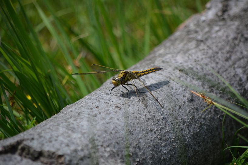 Libelle von Michael van Eijk
