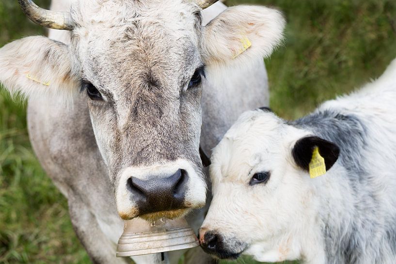 Alpenkuh mit Kälbchen Nah von LieblingsKuhbilder.de