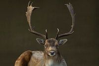 Portrait de cerf sur fond uni // animaux, faune sauvage // fine-art