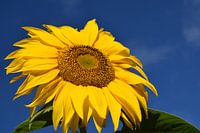 Eine Sonnenblume im Garten