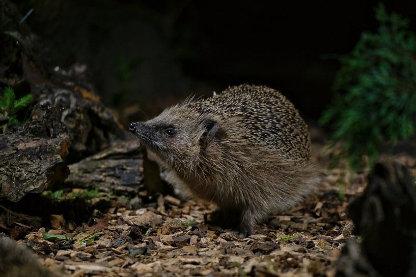 Igel von Bastiaan Willemsen