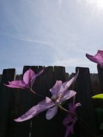 Flowers against wooden fence and blue sky