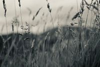 Blühendes Gras mit Hügeln im Hintergrund