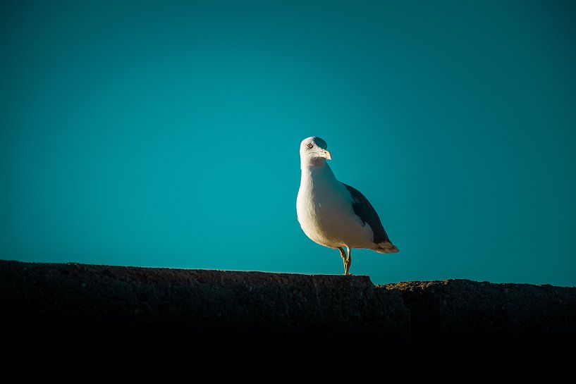 Gull wartet zum Angeln, Spanien von Nick Hartemink