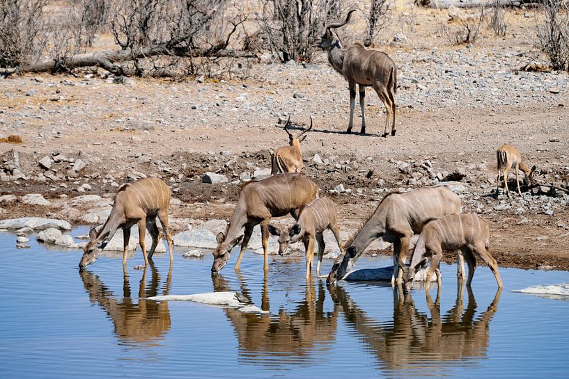 boire des antilopes koudoues par Merijn Loch