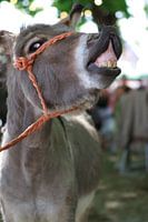 Wer zuletzt lacht, .....