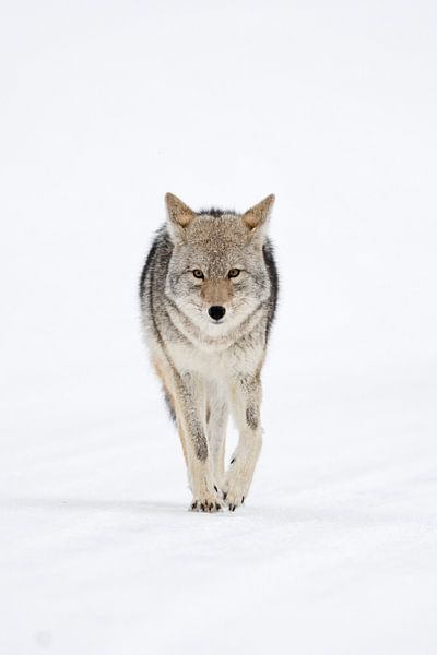 Kojote *Canis latrans*,  Augenkontakt, Frontalaufnahme par wunderbare Erde