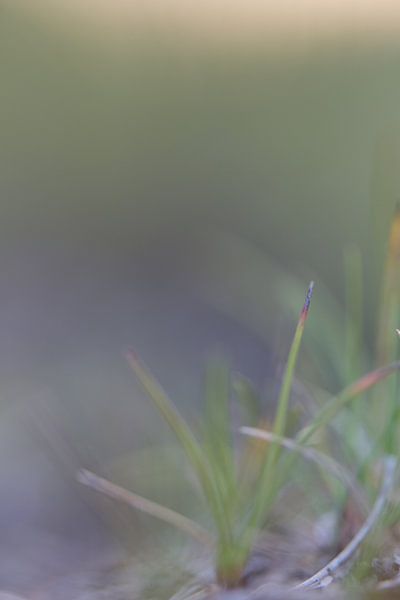 Gras by Robert Wiggers