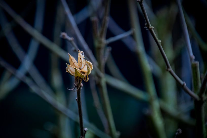 Graine sur la branche d'Hibiscus par FotoGraaGHanneke