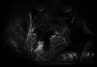 Schwarzer Panther mit blauen Augen