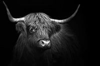 Schottischer Hochlandbewohner