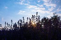 Zonsondergang op de heide