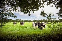 Typical landscape in the northern fryske walden with wooded banks and alder lines with cows