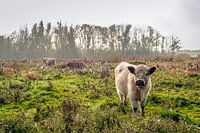 Beigefarbene Galloway-Kuh mit dunkelbraunen Ohren schaut den Fotografen neugierig an