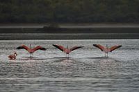 Flamingos (Phoenicopterus ruber) mit offenen Flügeln bei Bullenbaai Curaçao.