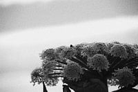 zwart wit berenklauw