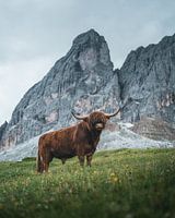 Hochlandrind in den Dolomiten