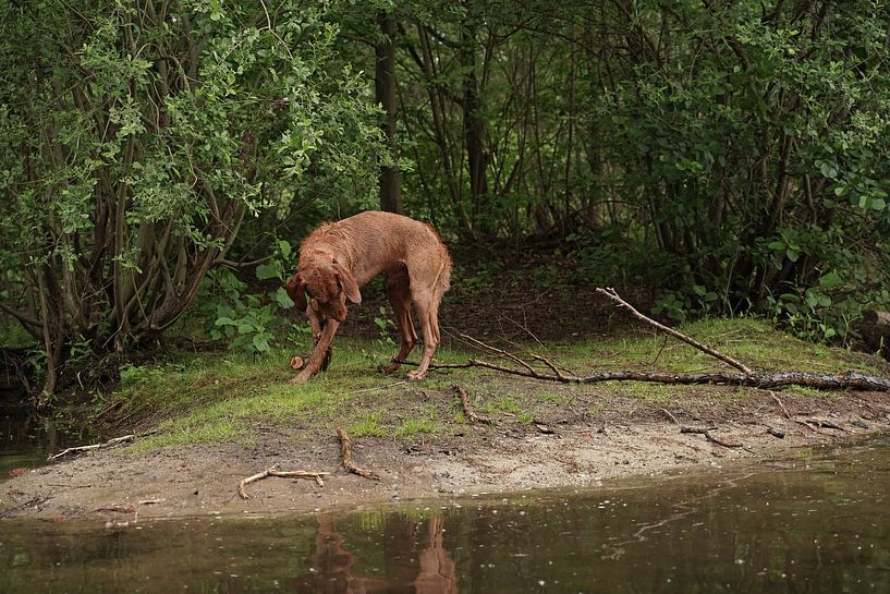 Water games at the lake with a brown Magyar Vizsla wirehaired dog . by Babetts Bildergalerie